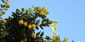 Λεμονιά/Φωτογραφία Unsplash 