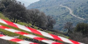 κορδελα προβατα