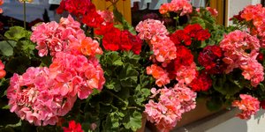 Γεράνια στο μπαλκόνι