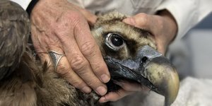 Μαυρόγυπας