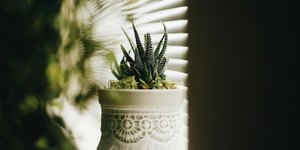 Μικρά φυτά/ Φωτογραφία: Unsplash