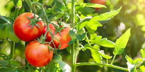 Φυτό ντομάτας