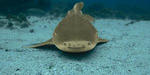 καρχαριας λεοπραδαλη ενυδρείο