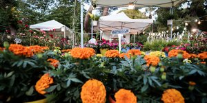 Ανθοκομική Κηφισιάς