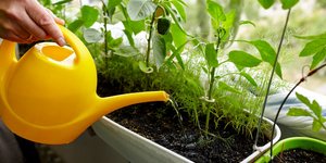 Υπάρχει σωστή ώρα για το πότισμα των φυτών; 