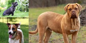 Ράτσες σκύλων που μπορούν να αποβούν θανατηφόρες