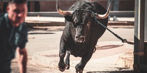  Ταύρος τρέχει στο παραδοσιακό φεστιβάλ San Marcos στην Ισπανία - Shutterstock