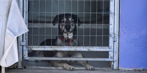 Σκύλος σε κλουβί