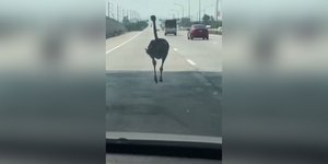 Στρουθοκάμηλος 