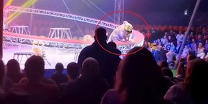 Η στιγμή που η τίγρης ετοιμάζεται να πηδήξει στο κοινό