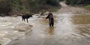 Tσοπανόσκυλα Χαλκιδική