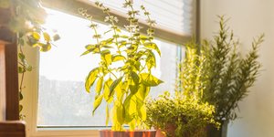 Τα 8 φυτά που δεν πρέπει ποτέ να βάζετε δίπλα στον βασιλικό