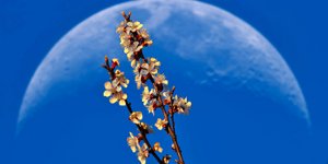 Πανσέληνος 