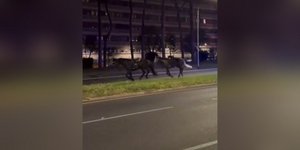 Πέντε τραυματίες και πρωτόγνωρες εικόνες στη Ρώμη -Σχεδόν τριάντα άλογα ανεξέλεγτα σε κεντρική λεωφόρο