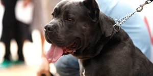 Σκύλος ράτσας cane corso