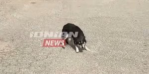 Ο μικρός «Χάτσικο» της Ναυπακτίας