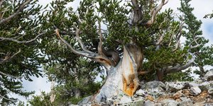 Υπεραιωνόβιο πεύκο τύπου Bristlecone, στις ΗΠΑ 