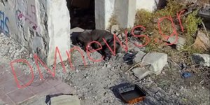 Ακρωτηρίασαν και εγκατέλειψαν σκύλο κοντά σε εκκλησία στην Κόρινθο