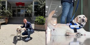 σκύλος θεραπείας
