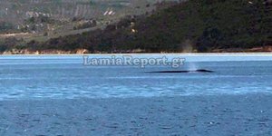 Φάλαινα εμφανίστηκε στον Βόρειο Ευβοϊκό