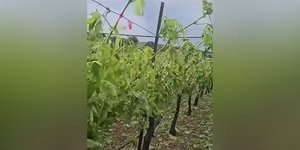 Ζημιές σε αμπέλια στην Κρήτη προκάλεσε η χαλαζόπτωση 