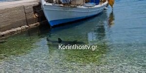 Καρχαρίας στα Λουτρά Ωραίας Ελένης