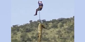 κροκόδειλος