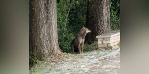 Εντοπίστηκε λύκος στα Ιωάννινα
