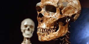 Σκελετοί Νεάντερταλ στο Μουσείο Φυσικής Ιστορίας της Νέας Υόρκης 