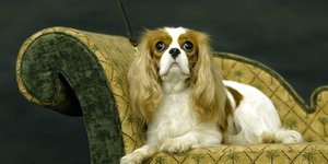 Σκύλος ράτσας Cavalier King Charles Spaniel 