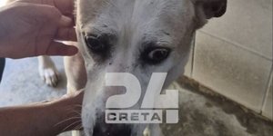  σκύλοι σε ακατάλληλες συνθήκες
