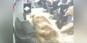 Ταύρος εισέβαλε σε κουρείο 