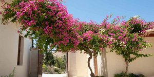 Η βουκαμβίλια γεμίζει με χρώμα τον χώρο 