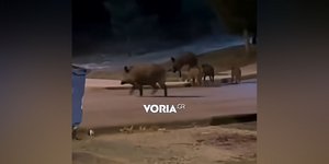 Η... βόλτα αγριογούρουνων στο Πανόραμα Θεσσαλονίκης