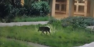 Αγριογούρουνο στην πανεπιστημιούπολη στην Πάτρα
