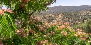Ακακία στο ελληνικό τοπίο