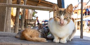Cats