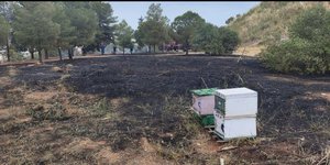 Φωτιά στη Φιλοθέη: Ενδείξεις ότι ξεκίνησε από μελίσσια