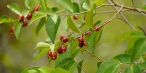 Η κερασιά Ρίο Γκράντε είναι ιδανική για αυλές