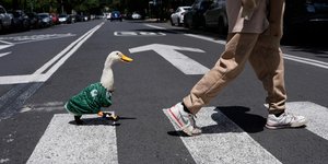 Μέρλιν, η πάπια στο Μεξικό που έγινε άθελά της μασκότ του Μουντιάλ