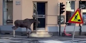 Αποπροσανατολισμένη άλκη στο κέντρο του Όσλο