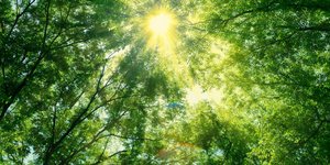 Η σκιά από τα δέντρα είναι το ζητούμενο τους καλοκαιρινούς μήνες 