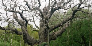 Η βελανιδιά που συνδέθηκε με τον θρύλο του Ρομπέν των Δασών