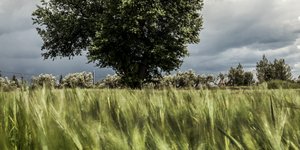 Χωράφι με σιτάρι στη Βοιωτία