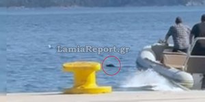 Επιχείρηση για τη διάσωση σκύλου