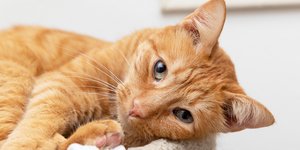 Η μεγάλη πλειονότητα αυτών των ζώων ανήκει στην ομάδα των τιγρέ γατών που συνδέεται συχνά με συγκεκριμένα χαρακτηριστικά συμπεριφοράς / UNSPLASH