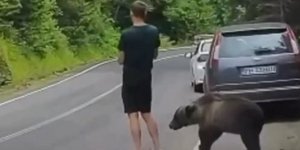 Αμέριμνος τουρίστας στη Ρουμανία μιλάει στο κινητό ενώ τον πλησιάζει καφέ αρκούδα