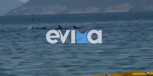 Δελφίνια στην Εύβοια