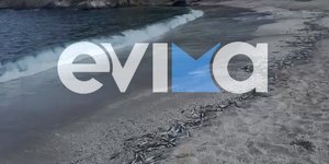 Νεκρά ψάρια στην παραλία της Μουρτερής, στην Εύβοια