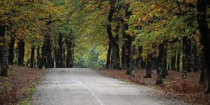Tο δάσος της Φολόης